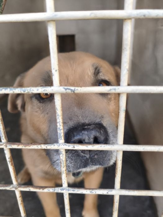 Piękny Biszkoptowy Blue amstaff, łagodny i przyjazny TTB
