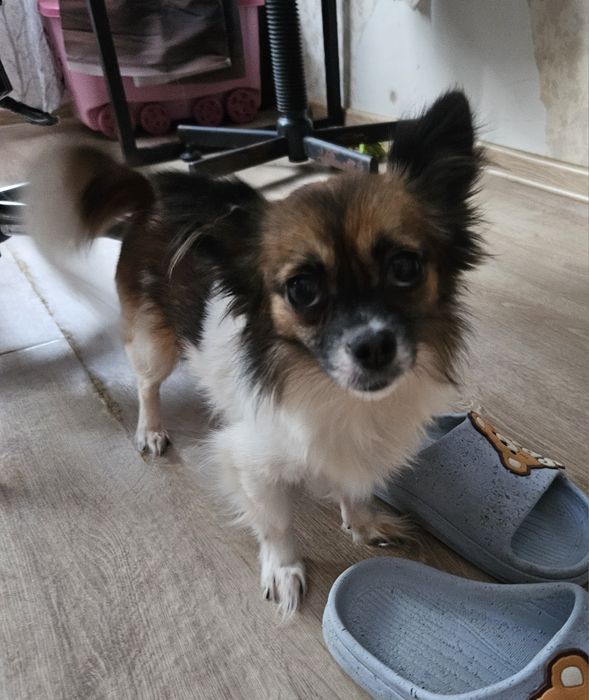 Срочно.Продаю щенята девочка чихуахуа длиношерстная