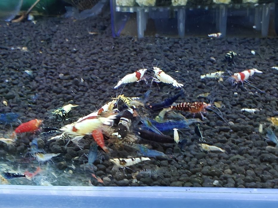 Krewetki Caridina MIX