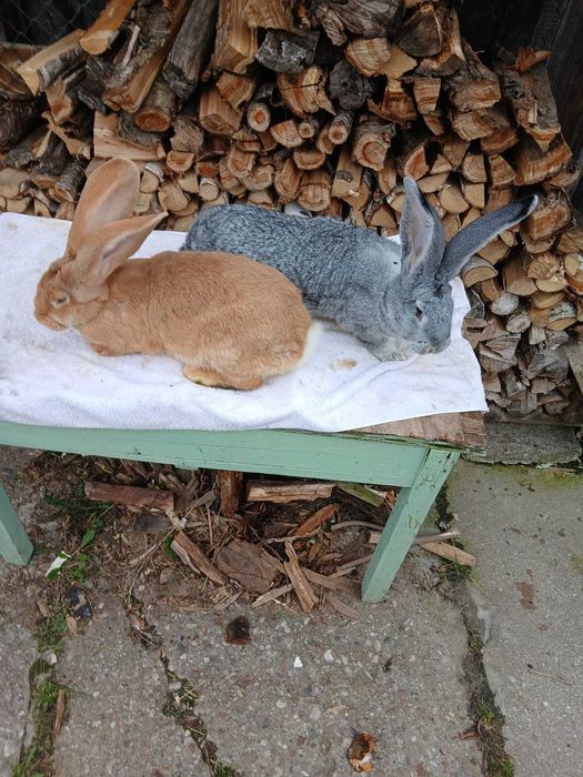 Królik samica olbrzym belgijski żółty