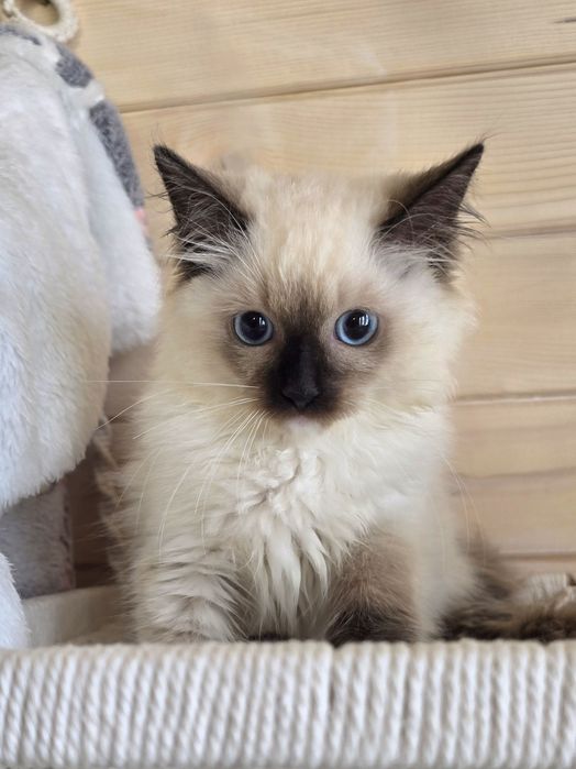 Kochany Kociak Ragdoll