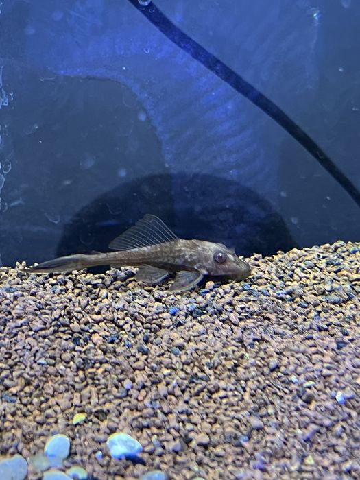 Guppie, Gato-De-Vidro, Limpa Vidros, Molly, Camarão