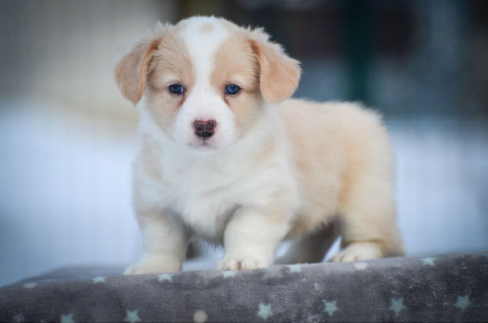 Вельш корги кардиган,девочка