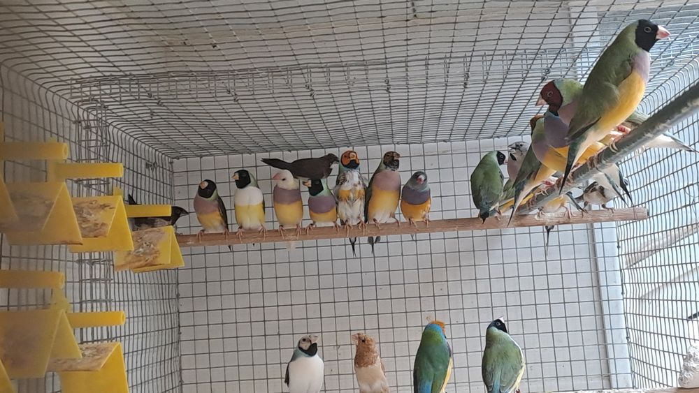 Diamantes  Gould