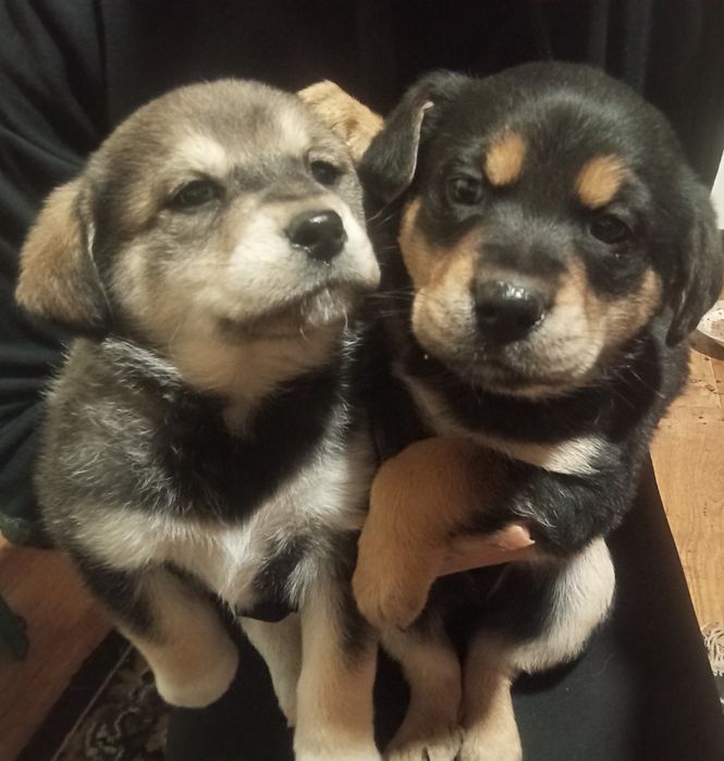 Отдам бесплатно собачек