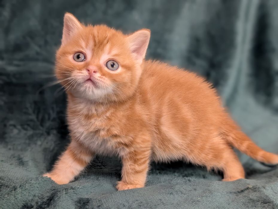 Шикарний рудий шотландик