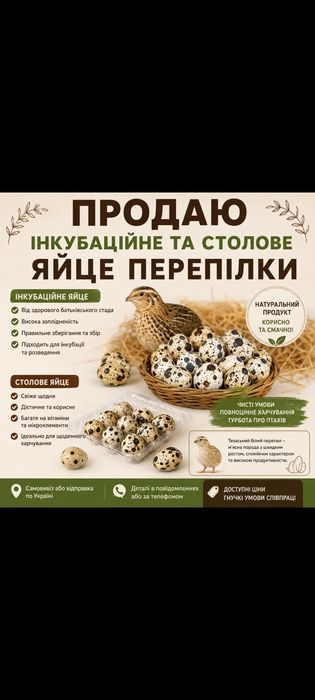 Столове та інкубаційне яйце перепілки