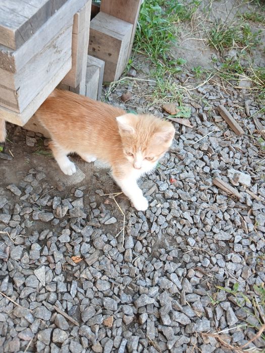 Віддам котика в добрі руки