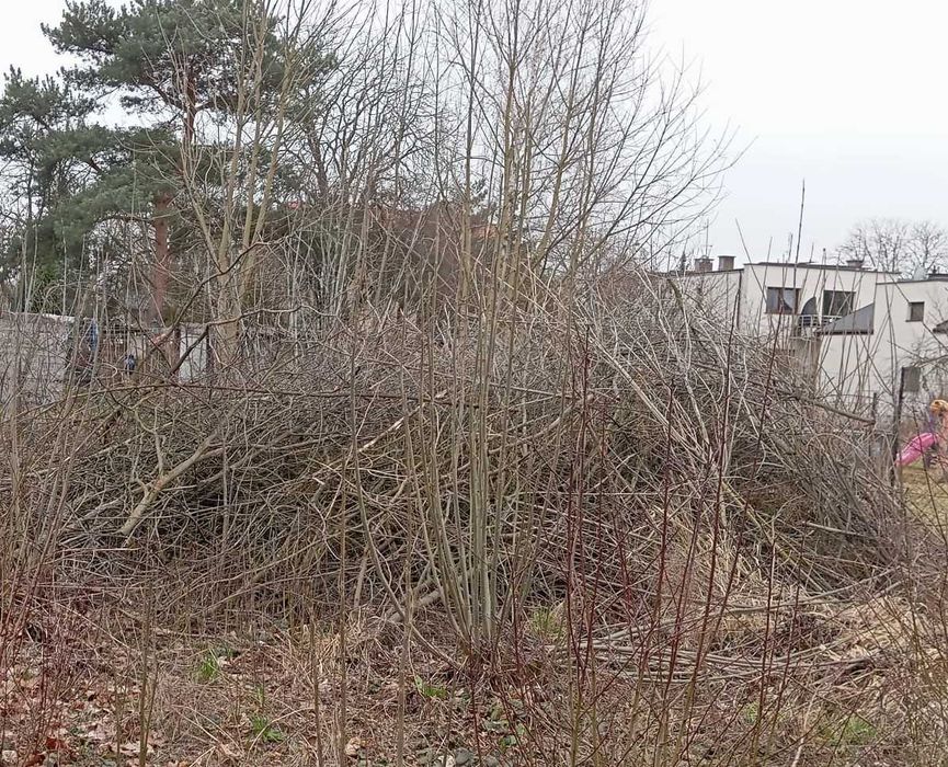Gałęzie drewno na zrębki lub do palenia