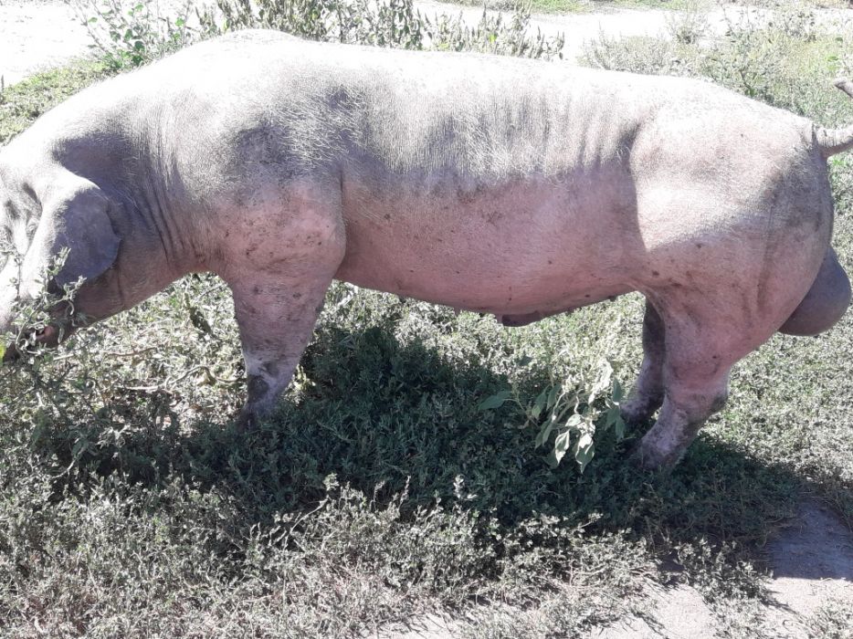 Продам поросята хрячков и свинок Пьетренов ,беркширов в чистоте