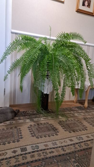Продам Папоротник | Высота 110см | Ширина 120см