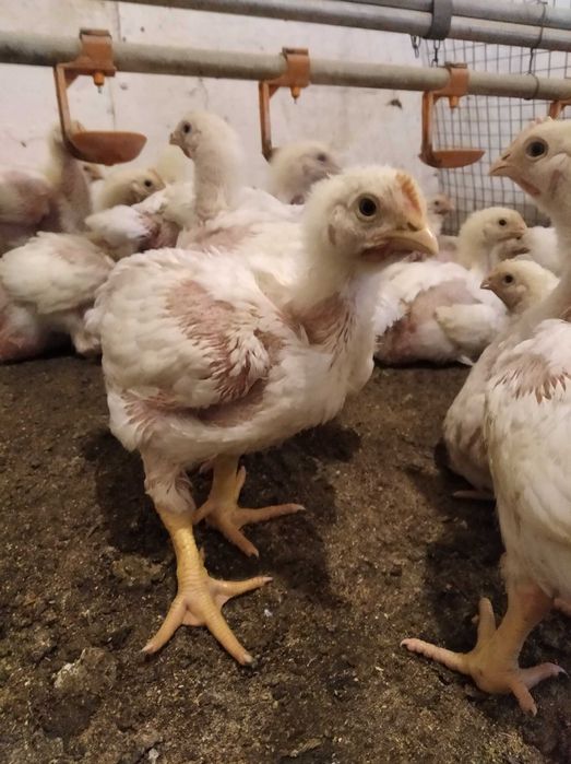 курчата бройлера СОВВ-500 підрощені  2-3неділі