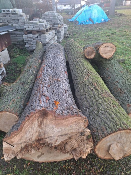 Dąb tartaczny kłody