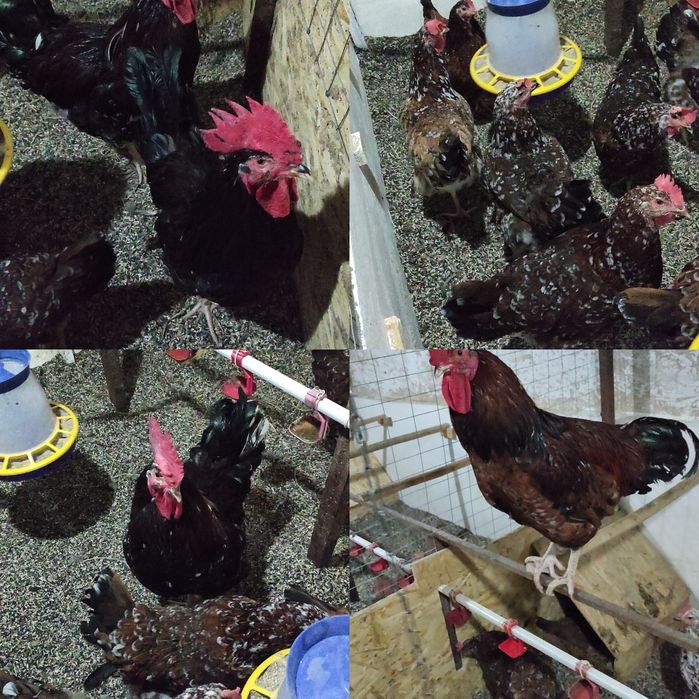 Ливенские ситцевые инкубационное яйцо