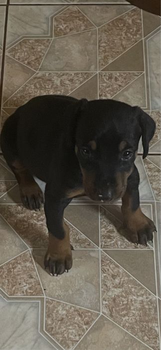 Продам Цуценя Добермана