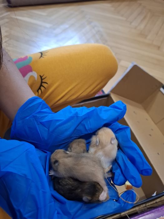 Prawdziwe Chomik syryjski młode domowe