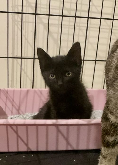 Gato bebé macho para adoção responsável