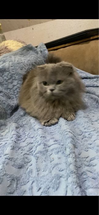 Шотландские вислоухие котята