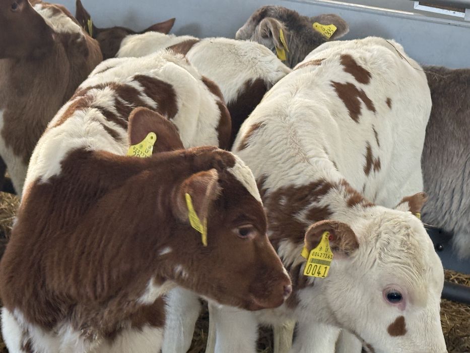 Cielaki odsadki byczki jałóweczki