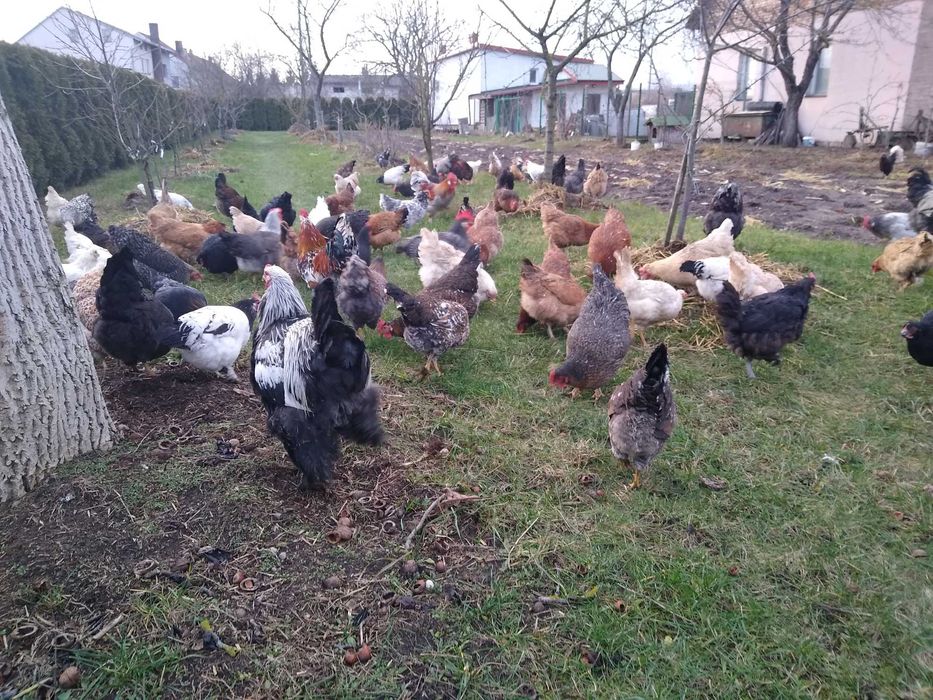 Miksy kolorowe jaja lęgowe, wysyłka