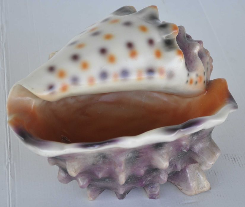 Nawilżacz Powietrza w Kształcie Muszli Generator Pary Powystawowy!