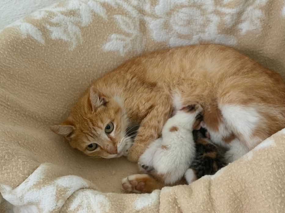 Gatinhos para adoção responsável