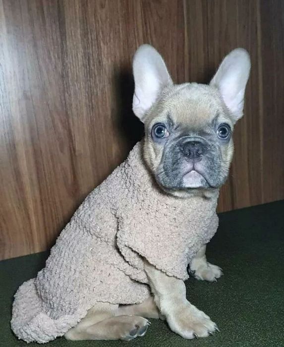 Вязаная одежда для собак, сфинксов, котов, свитера на собак