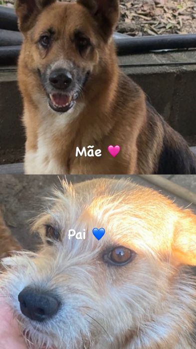 Bebés lindos para adoção
