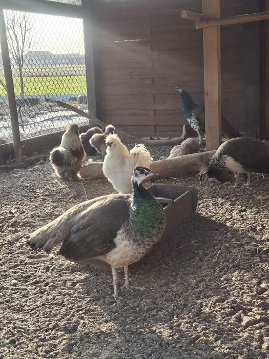 Paw indyjski- samica