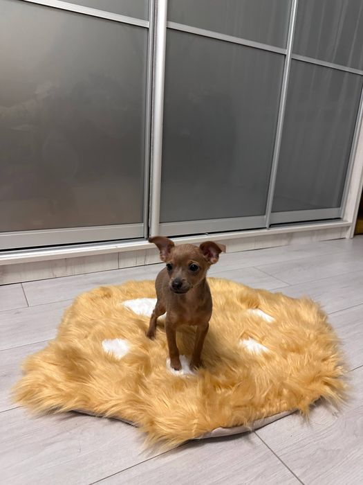 Цуценята той терьера торг