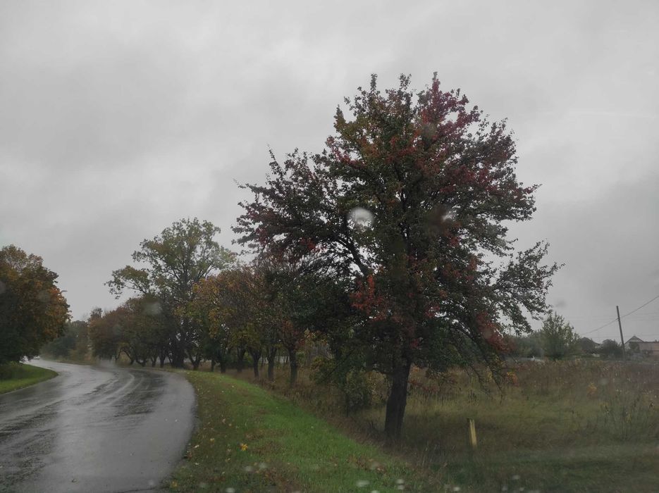 Фасадна ділянка 25 соток Гора-Мартусівка Бориспільський район