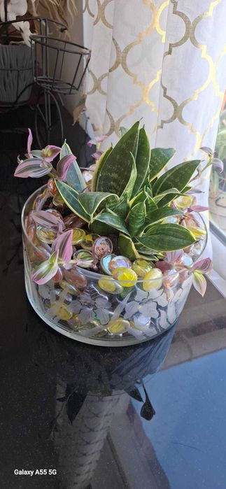 Plantas de interior/exterior suculentas