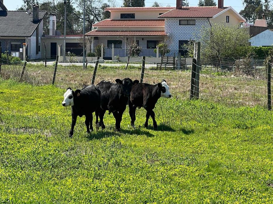 Vitelos com 5 meses para engorda