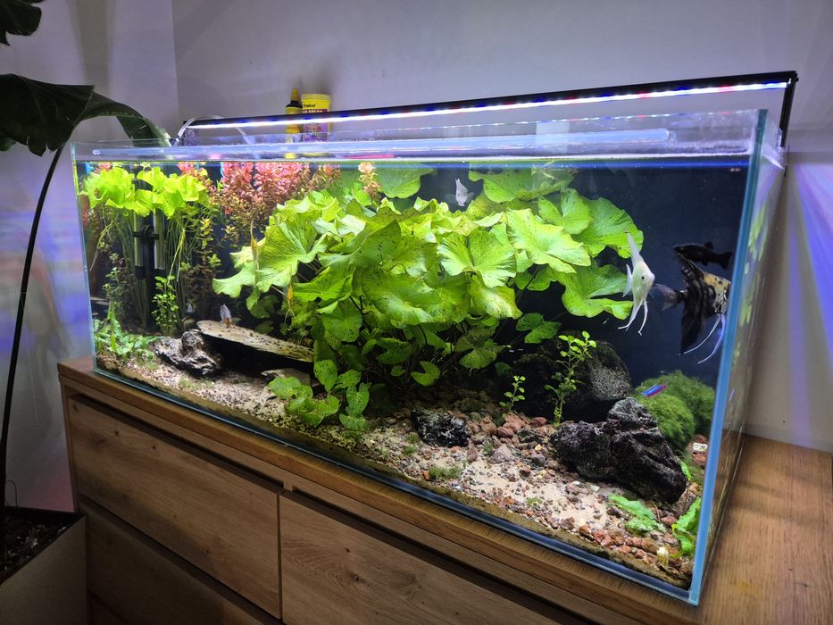 Akwarium 100x40 w bardzo dobrym stanie.