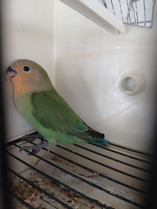 Agapornis domesticados