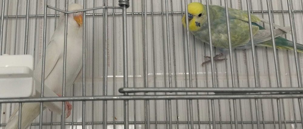 Casal Piriquitos