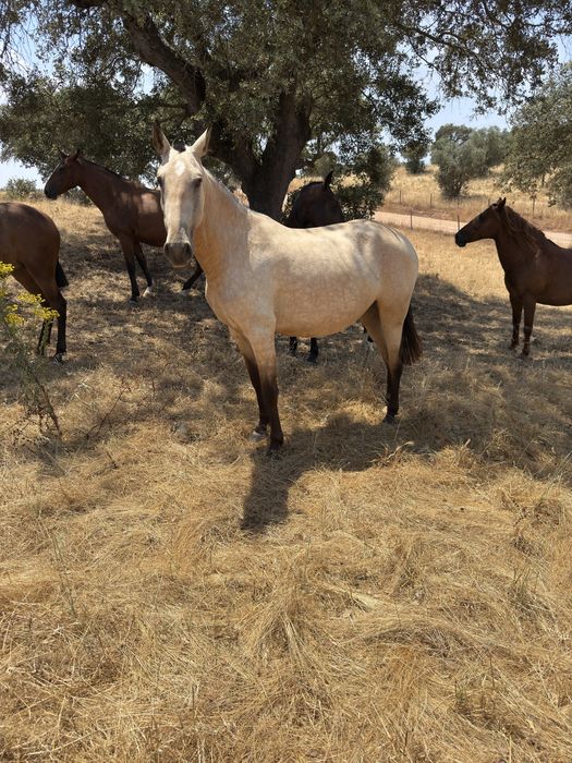 Poldra com 3,5  anos