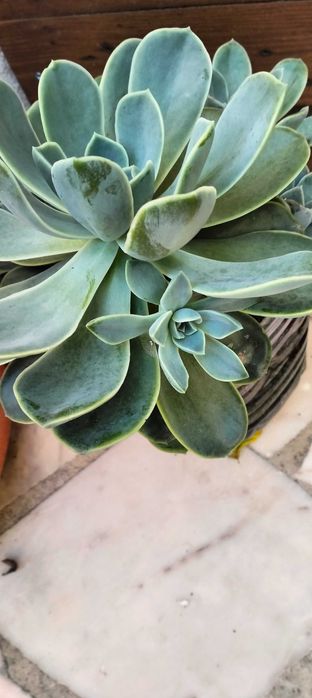Suculenta familia Echeveria Rockrose
