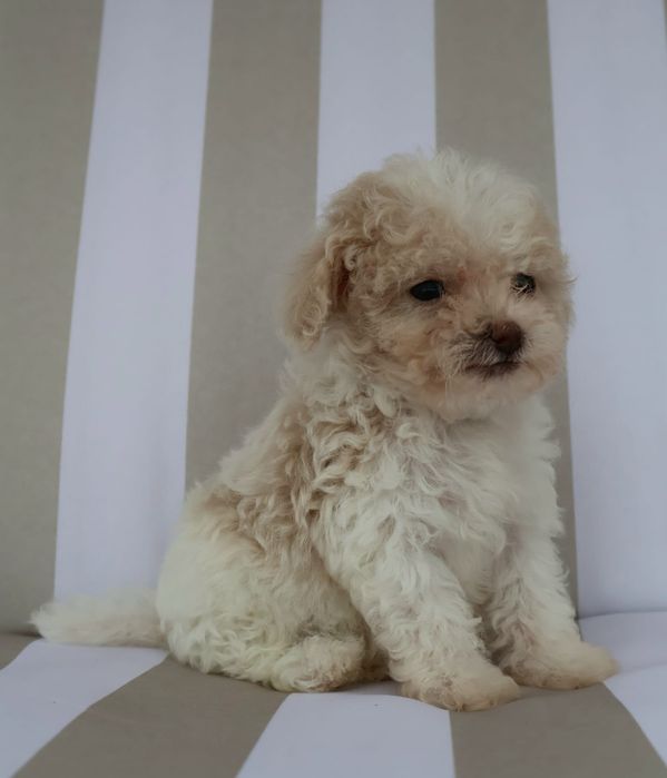 Caniche ou Poodle Toy