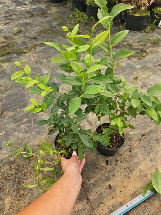 Borówka Amerykańska! Sadzonki 2 LETNIE!Na plantacje!10 odmian CAC 45cm