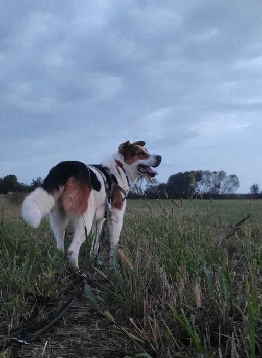 Laki,duży cudowny pies