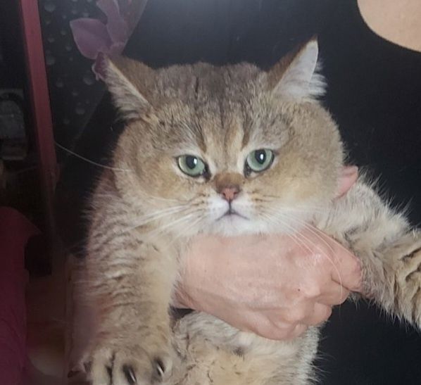 Мальчик скотиш страй,