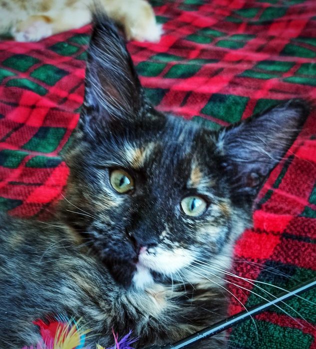 Maine Coon kotka czarna szylkretka | rodowód FPL | Warszawa