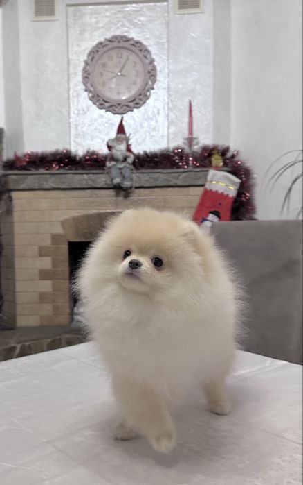 Померанський шпіц. Хлопчик. Документи.