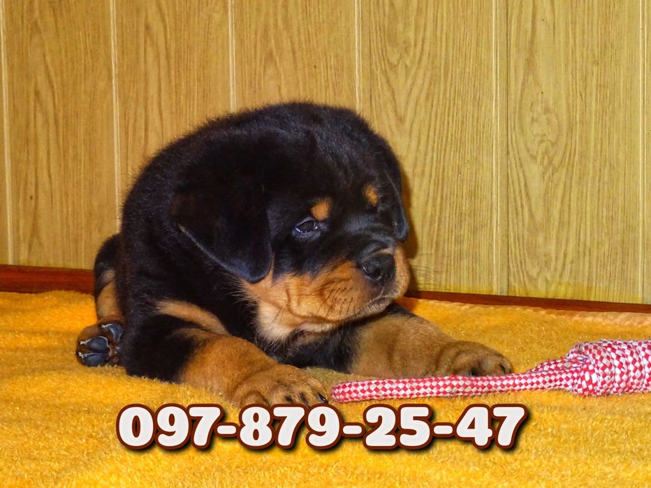 Широкогрудые красавцы мощного телосложения!