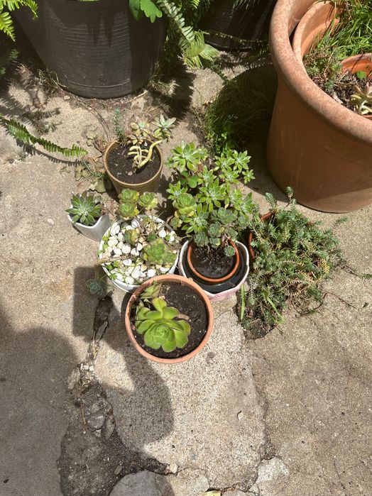 Plantas diversas e vasos