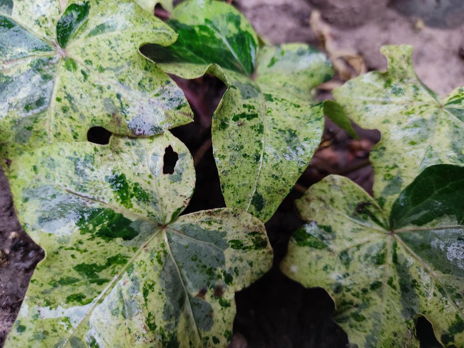 Плющі 10 сортів..