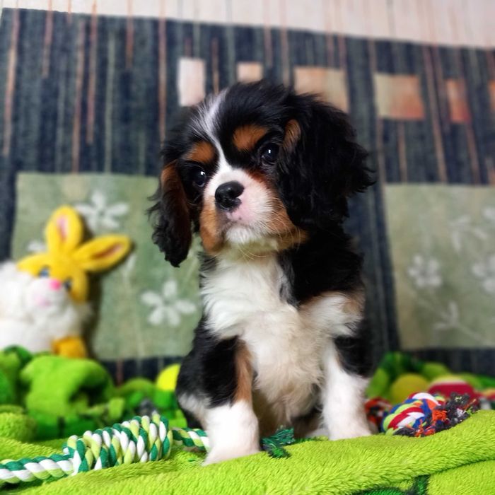 Кавалер кінг чарльз спаніель