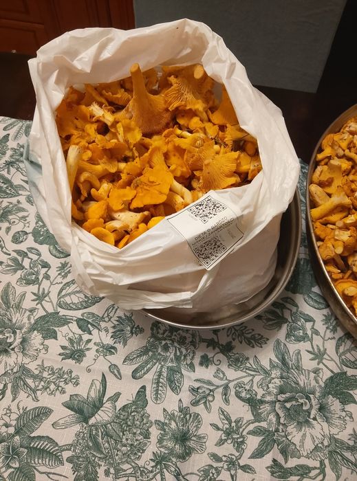 Sprzedam grzybki kurki z czystego lasu