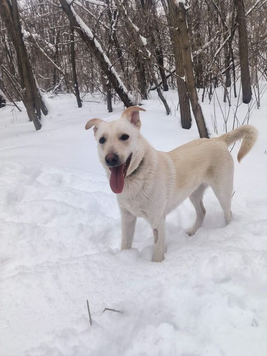 Ларс шукає родину